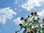 [破解]MIDA-523 「うちがキスぐらい教えちゃぁよ…」地元（福岡）のド田舎に帰省中、親友のお姉ちゃんが彼女,,,,  九野ひなの - 1of5